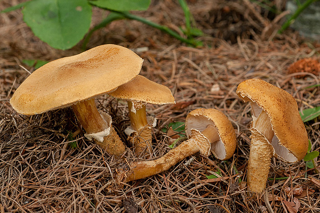 BoGi-Photo© - Micologia e Fotografia