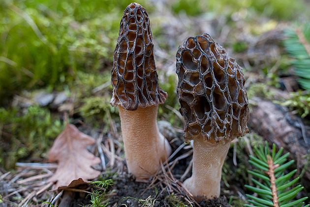 morchella galilaea morchella galilaea