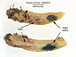 Russula versicolor