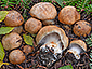 Cortinarius subrubrovelatus