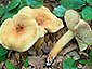 Lactifluus subvolemus