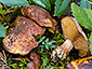 Cortinarius murellensis