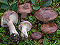 Lactarius robertianus