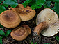 Lactarius rubrocinctus