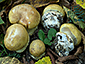 Cortinarius xanthochlorus