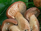 Lactarius rubrocinctus