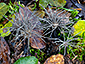 Xylaria tentaculata