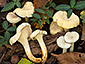 Cantharellus ferruginascens