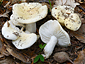 Russula raoultii