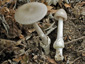 Amanita vaginata s.l.