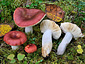 Russula rivulicola