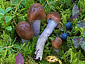 Cortinarius collinitus