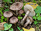 Lepiota brunneoincarnata