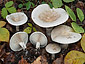 Clitocybe inornata