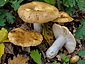 Russula foetens