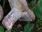 Lactarius cistophilus