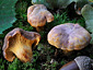 Cantharellus amethysteus