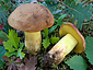 Boletus appendiculatus