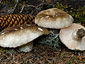 Russula adusta