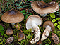 Hygrophorus latitabundus