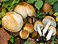 Tricholoma boudieri