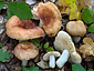 Russula lutensis