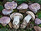 Cortinarius coeruleopallescens