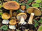 Cortinarius saporatus