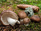 Russula nauseosa