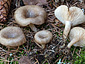 Clitocybe radicellata