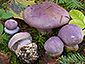 Cortinarius dibaphus