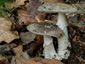 Amanita excelsa var. excelsa