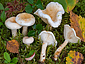 Lactarius scoticus