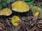 Boletus luridus f. primulicolor