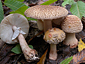 Amanita rubescens