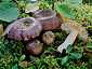 Russula versicolor