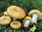 Lactarius scrobiculatus