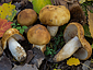 Russula foetens