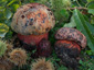 Boletus rhodopurpureus