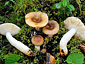 Russula puellaris