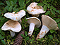 Lactifluus glaucescens