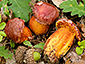 Boletus permagnificus