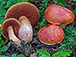 Boletus dupainii