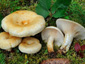 Lactarius leonis