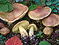 Tricholoma frondosae