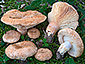 Lactarius tesquorum