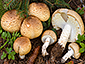 Agaricus augustus