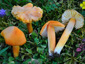 Hygrocybe intermedia