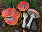 Amanita muscaria