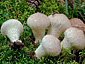 Lycoperdon perlatum